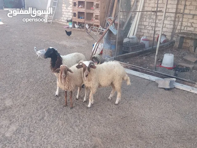 2 خرفان وفطيمة رب يبارك