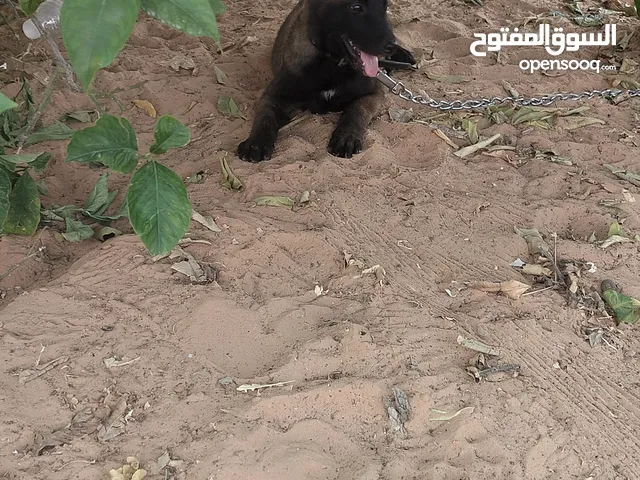جرو مالينوا