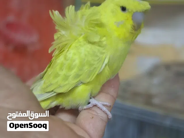 جوزين هوقو رومو محجلات باسمي صحه ونظافه
