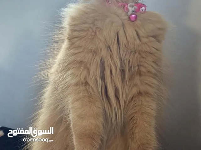 شيرازي للتبني لعوب كثير كثير