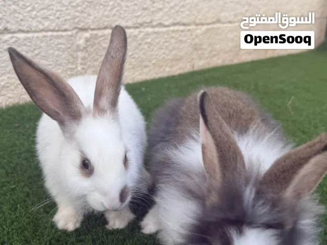 أرنب أليفات ومتدربات