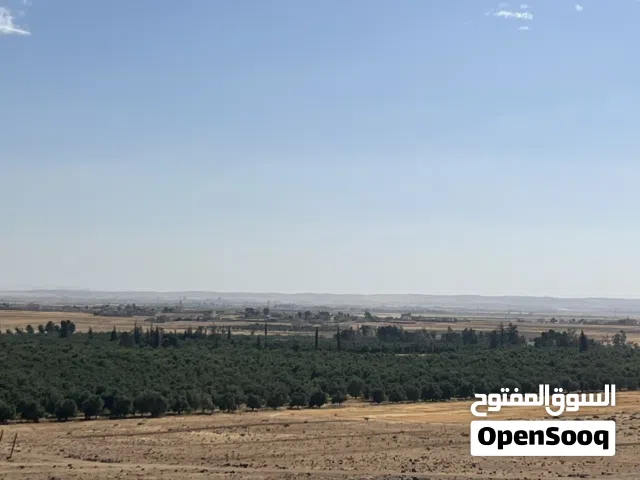 مزرعة زيتون ضخمة للبيع