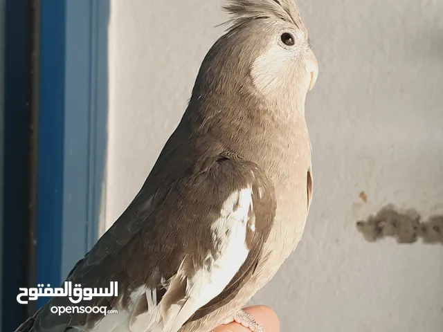 كوكتيل اليف