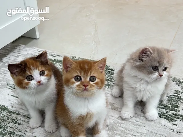  For sale Pure British cat - للبيع قطط بريتش بيور - سلاله نقيه الوان مميزه