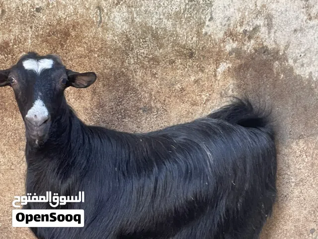 عنز دار فول سمنه وقابل للجادين