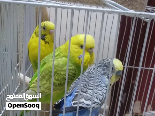 3 friendly birds