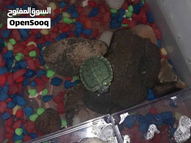 سلحفاة برمائية للبيع شوف الوصف