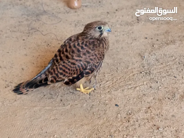 للبيع ساوم