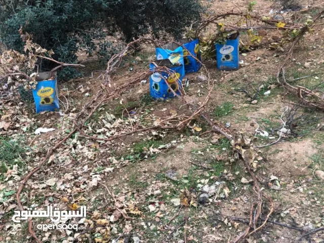 دوالي بلدي وسماري معرشات الأطول من 3 متر الى 5متر