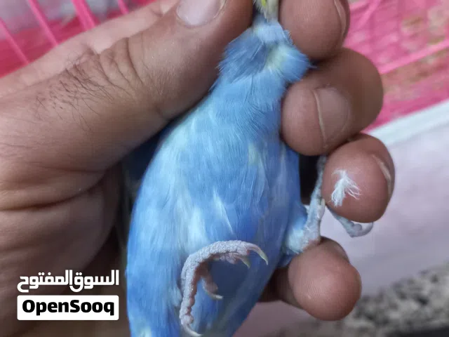 نثيتين وفحل
