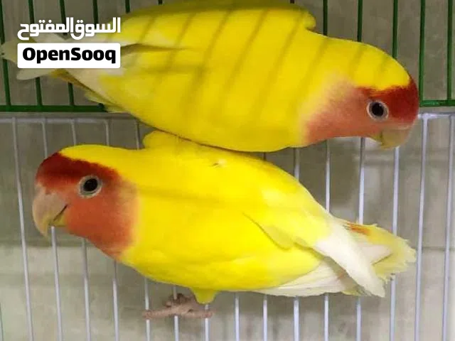 مطلوب ازواج روز مانجو
