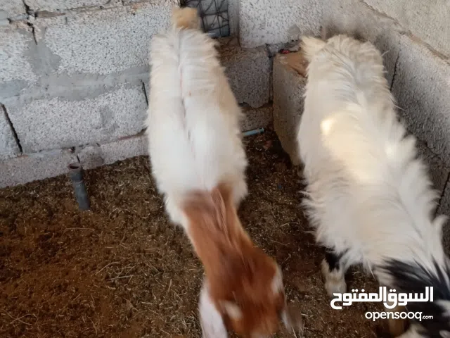 زوز جديان وعناق