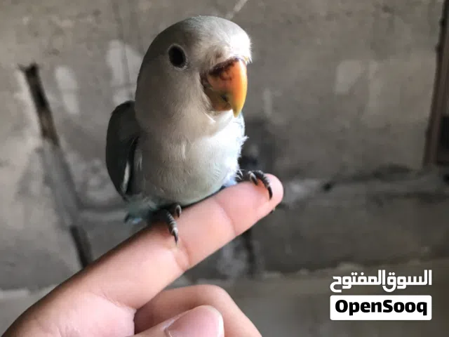 عصفور روز للبيع
