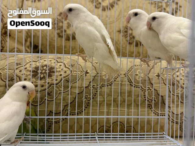 روز البينو الابيض