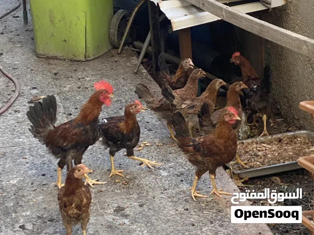 دجاج كويتي خط اول