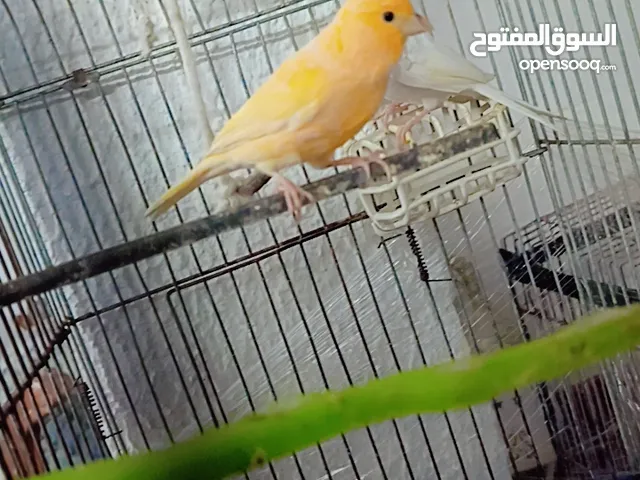 طور كنار بصلا على النبي
