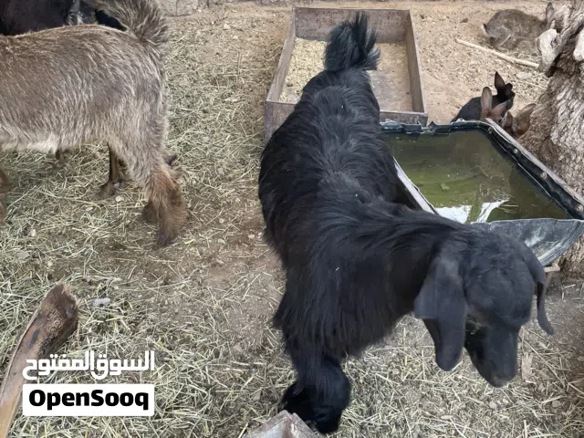 سخلان ذبايح للبيع
