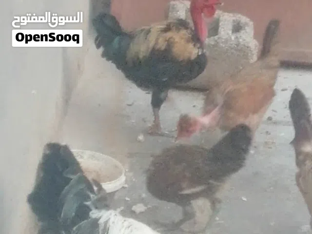 دجاج ابو ركيبه مال بيت
