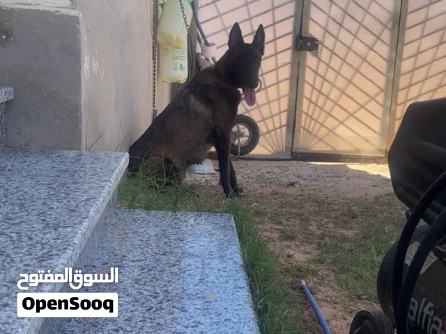 انتيا ملينوا.