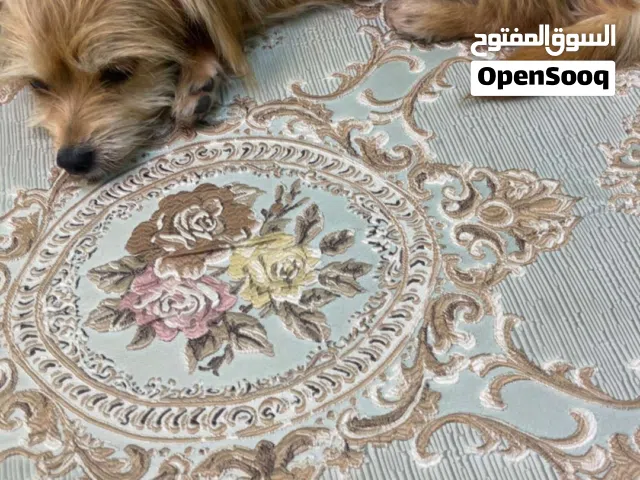 انثى يوركشاير