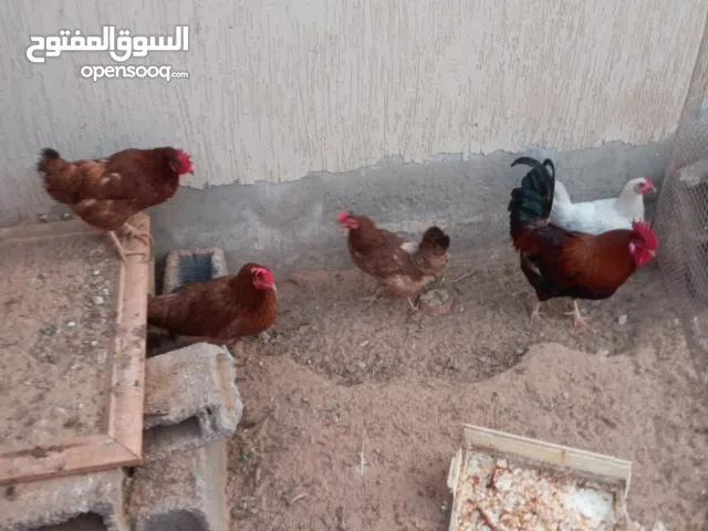 18دجاج 4 دجاجة 2 فراريج 12فالوس