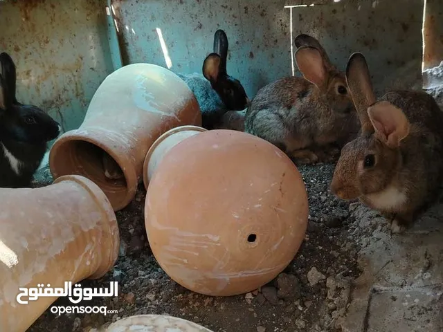 ارانب للبيع