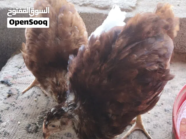 دجاج فرنسي الأحمر بيور وتهجين كوشن