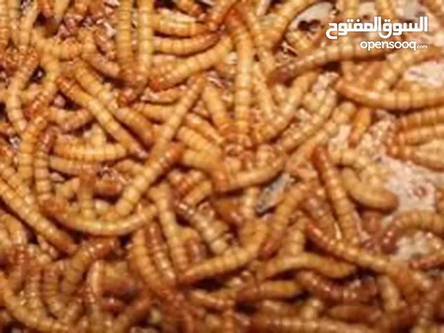 متوفر دود حي نوعين  ( Live mealworms ) وأيضا (super worms)