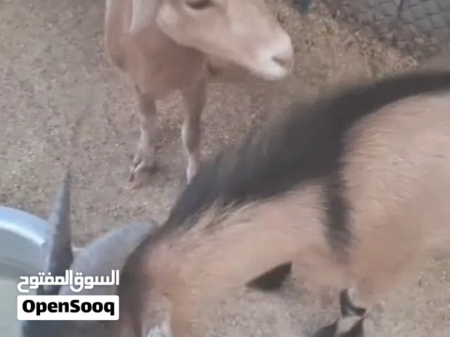 عنز قزم عمر سنه كابلز