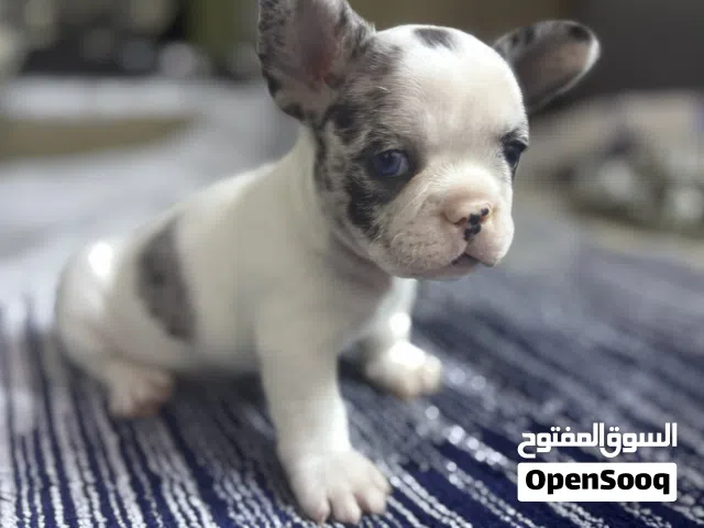 جراء فرنش بول دوج فلافي مميزة  Premium Fluffy French Bulldog Puppies