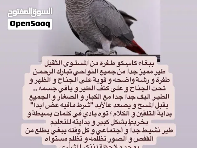 كاسكو اليف جداً طفرة حمرا  " الرقم الصحيح فالوصف ! "