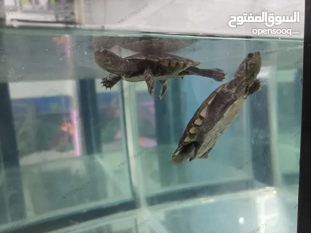 السلحفاة الأفريقية ذات الرقبة الجانبية  - African Sideneck Turtle - تعيش داخل و خارج الماء