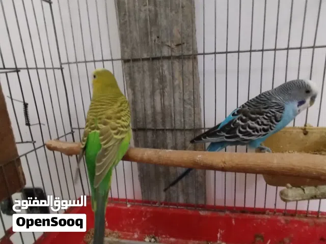 زوزكوبيات بقالينو ربي يبارك وقفص كبير