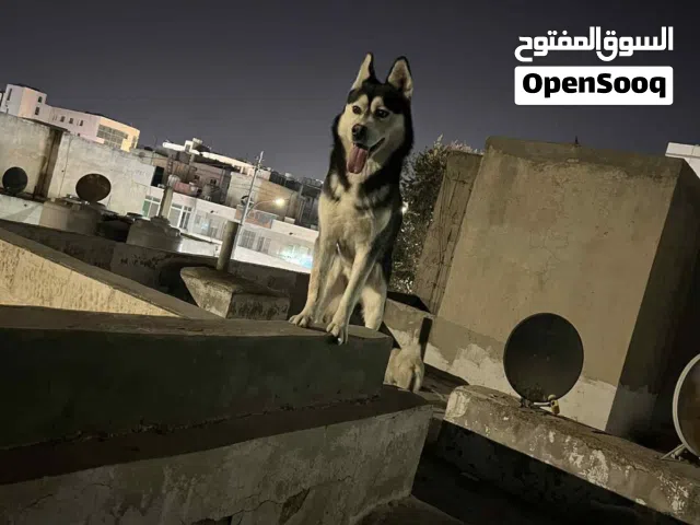 كلاب هاسكي
