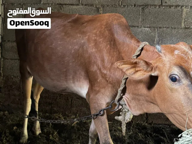 بقرة عمانية عشار