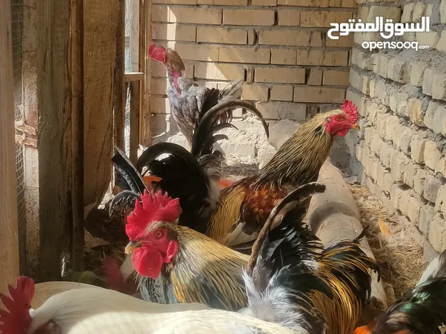 ديوجه للبيع