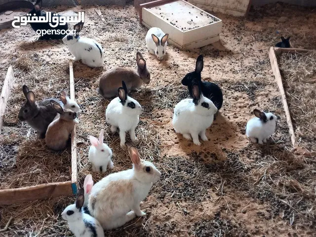 ارانب للبيع نوع هجين مالطي وفراشه.