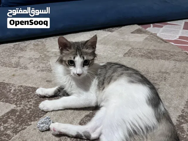 قط مميز ذكر لعوب وأليف جداً للبيع