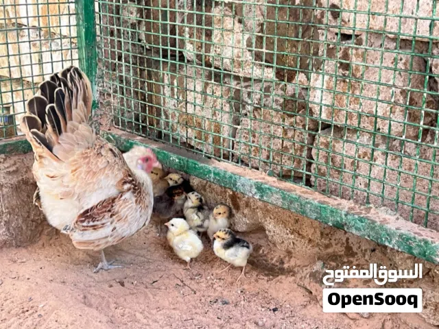 سلام عليكم