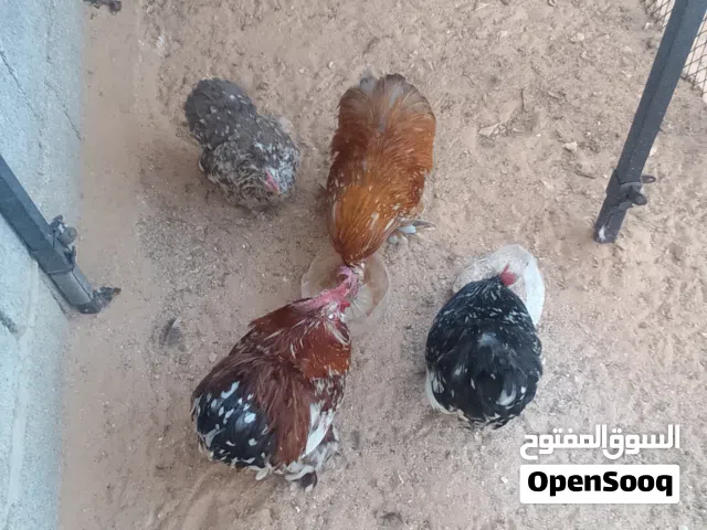 دجاج أستراليا للبيع