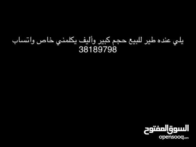 يلي عنده طير ببغاء للبيع حجم كبير وأليف يكلمني خاص واتساب