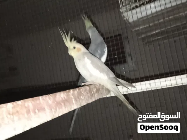 محمد عماد مسعود الغراري