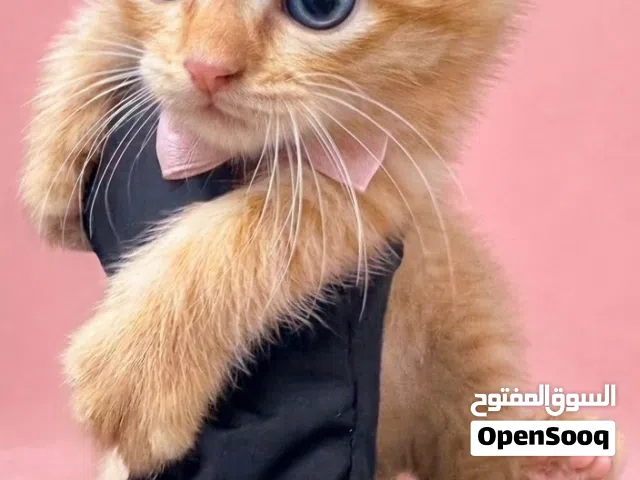 للتبني قطة صغيرة كراميل 5 أسابيع  Kitten for adoption (5 weeks)