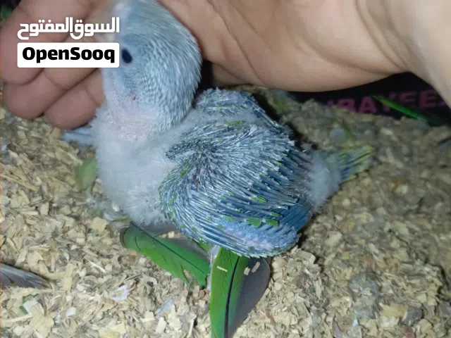 درة نيبالي صغير