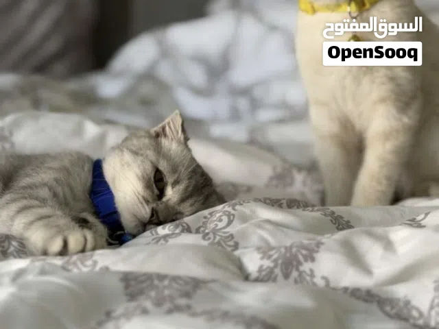 قط برتش شورت هير