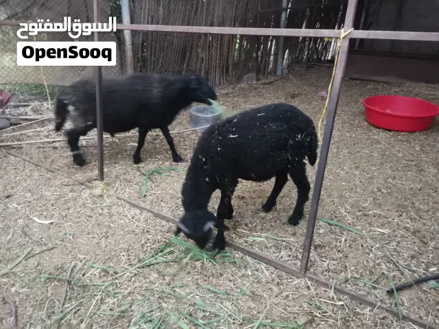 كبش اسود عماني مطعوم