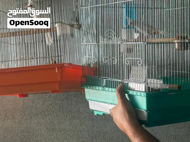 بلابل ماليزيه