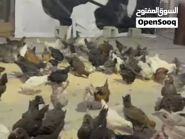 اكثر من 200 طير بعمر شهر