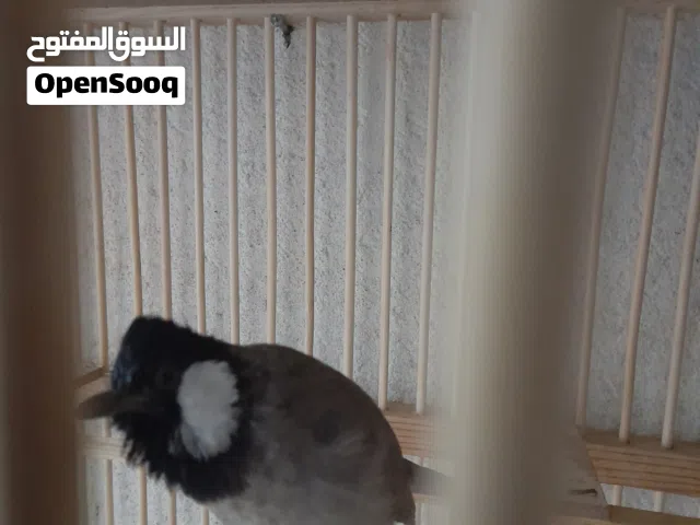السلام عليكم تابع الوصف