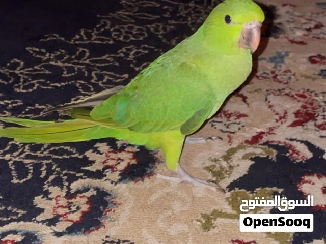 دره اليف عمر ثلاثه اشهر